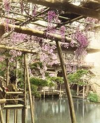 Wisteria bloesem, Kameido Temple Gardens, Tokio, begin 1890s